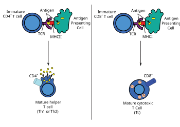 Antigen presentation stimulates immature T cells to become either mature "cytotoxic" CD8+ cells or mature "helper" CD4+ cells. Antigen presentation.svg