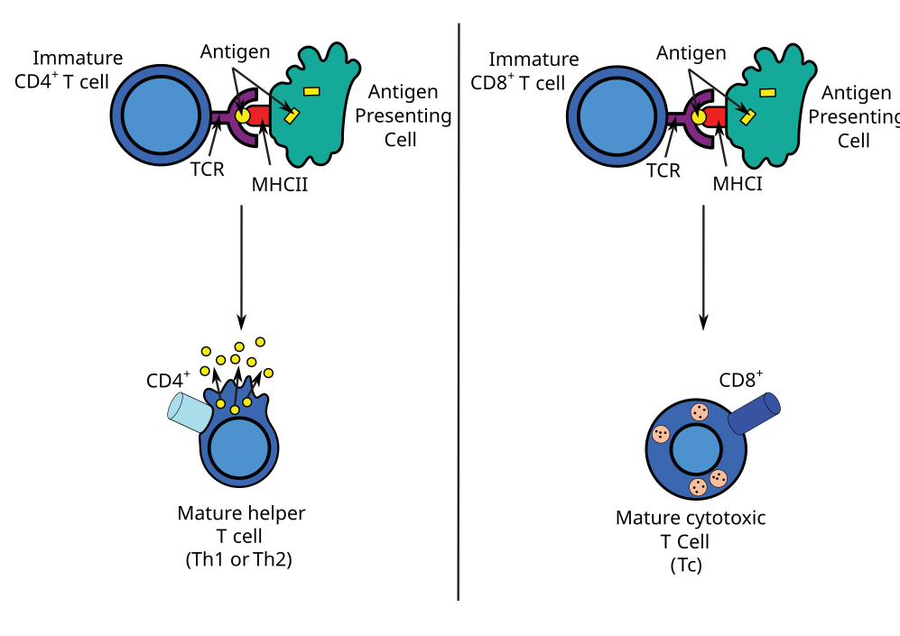 Cytotoxic T Cell-avatar