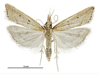<i>Antiscopa elaphra</i> Species of moth, endemic to New Zealand