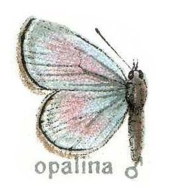 Nilasera opalina