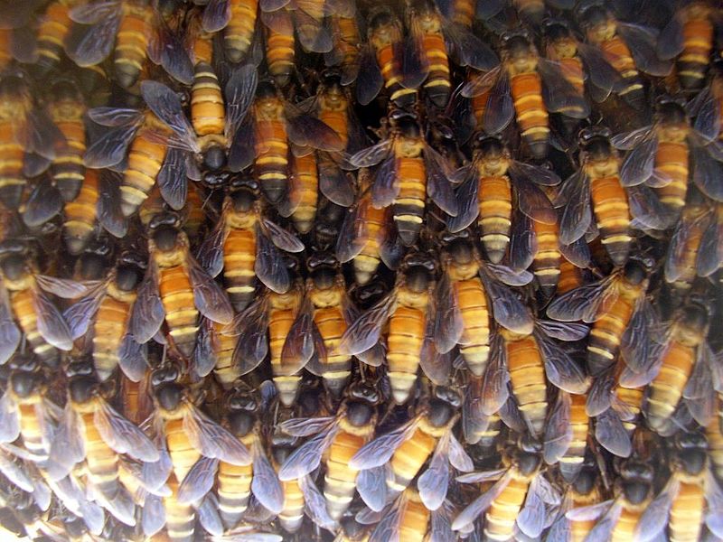 Các loài ong thường gặp