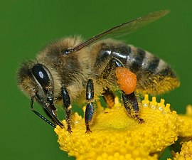 Apis mellifera Western honey bee.jpg