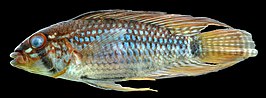 Apistogramma steindachneri