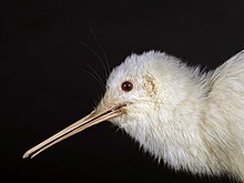 A rare white Apteryx mantelli Apteryx mantelli (AM LB8581-2).jpg