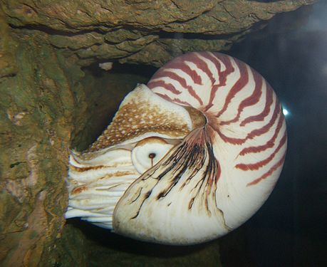 Chambered nautilus (Nautilus pompilius)