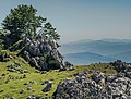 * Nomination Beech (Fagus sylvatica) in the Arangio mountain range. Álava, Basque Country, Spain --Basotxerri 15:08, 12 June 2017 (UTC) * Promotion Good quality --Llez 15:21, 12 June 2017 (UTC)