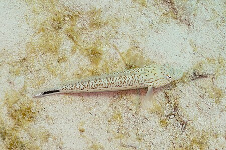 Male Speckled sandperch (Parapercis hexophtalma), Ras Katy, Sharm el-Sheikh, Red Sea, Egypt.