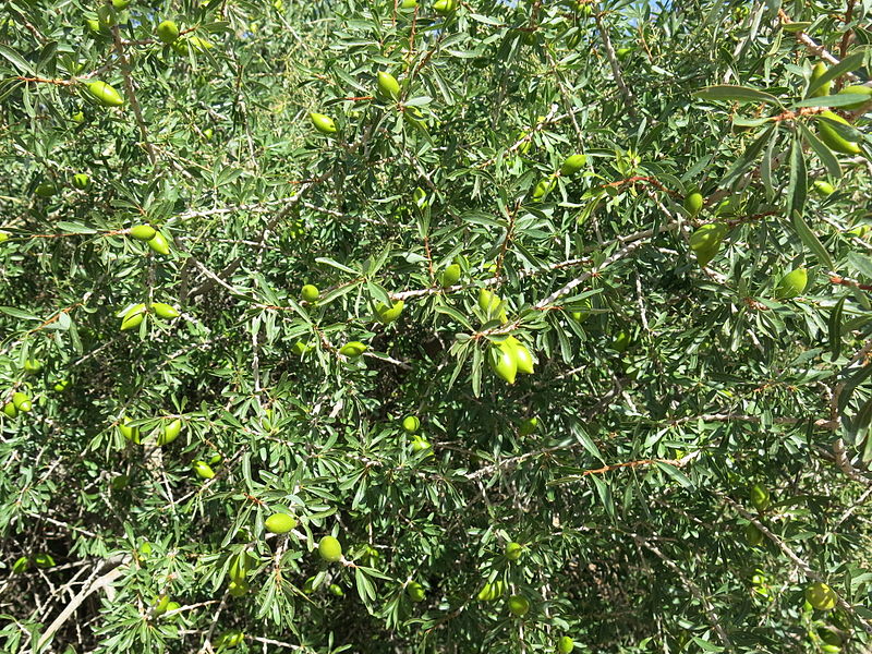 File:Argan fruit.JPG