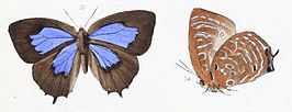 Arhopala acetes