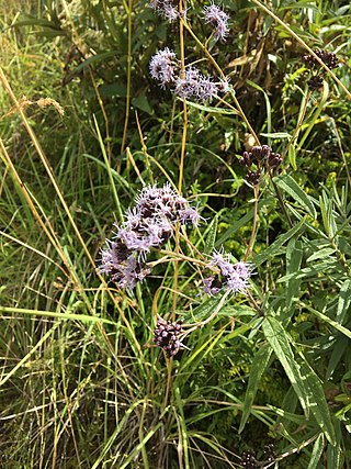 <i>Aristeguietia discolor</i> Species of plant