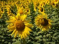 * Nomination A sunflower field (Helianthus Annuus) near Arkaia. Álava, Basque Country, Spain --Basotxerri 18:21, 22 August 2018 (UTC) * Promotion  Support Good quality.--Agnes Monkelbaan 18:45, 22 August 2018 (UTC)