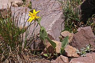 <i>Arnica rydbergii</i> Species of flowering plant