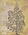 Wiener Dioskurides 6. Jh. Artemisia monoclonos