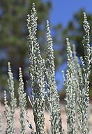 Sagebrush (Artemisia tridentata) flower spikes