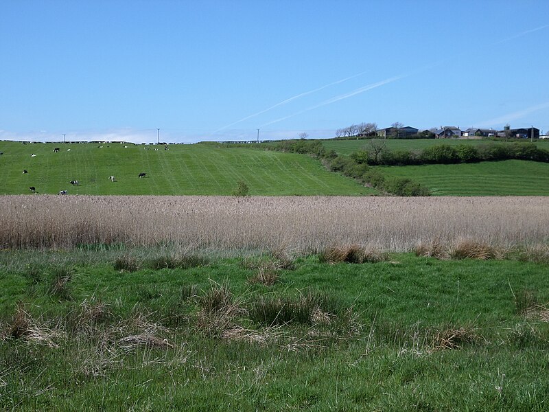 File:Ashgrove Reed bed from the east.JPG