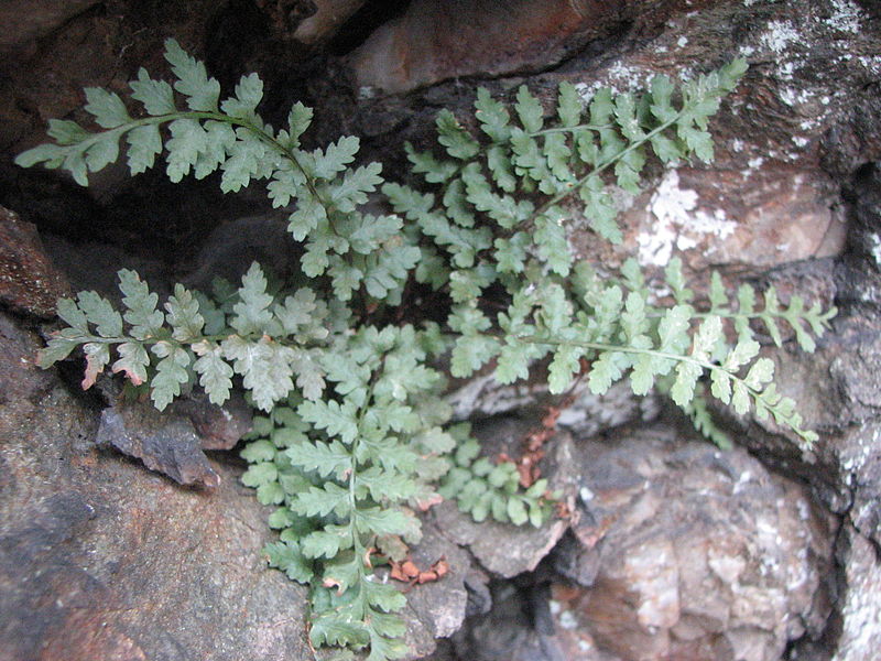 File:Asplenium bradleyi tuft.JPG