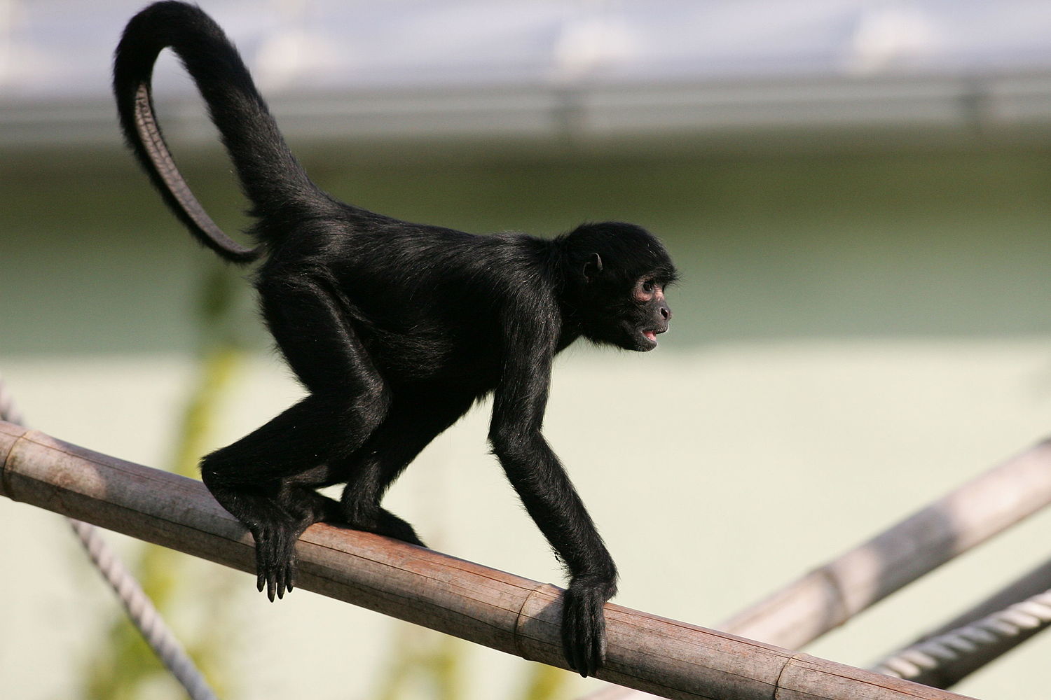 Macaco-aranha-preto – Wikipédia, a enciclopédia livre