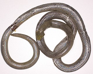 <i>Atractaspis reticulata</i> Species of snake