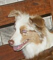 Australian Shepherd, red merle