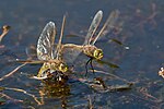 Male Australian Emperor dragonflies use motion camouflage to approach rivals.