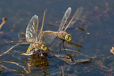 Australian emperor laying eggs, guarded by the male in tandem position Australian Emperor mating and laying.jpg