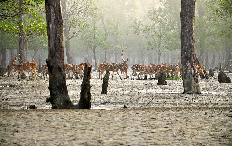 File:Axishirsche in den Sundarbans.JPG