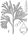 Fig. 106. Lycopodium obscurum An Illustrated Flora of the Northern United States, Canada and the British Possessions