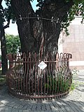 Миниатюра для Файл:Babruysk giant oak 2.jpg
