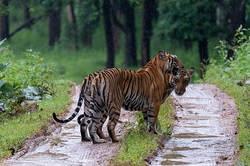 File:Backwater subadult tiger with mum (51341064164).jpg