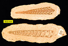 Oncolites formed around the Middle Jurassic gastropod Bactroptyxis trachaea (Normandy, France). Bactroptyxis trachaea 041811.jpg