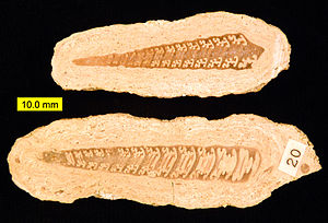 Bactroptyxis trachaea 041811.jpg