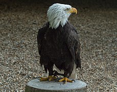 Weißkopfseeadler