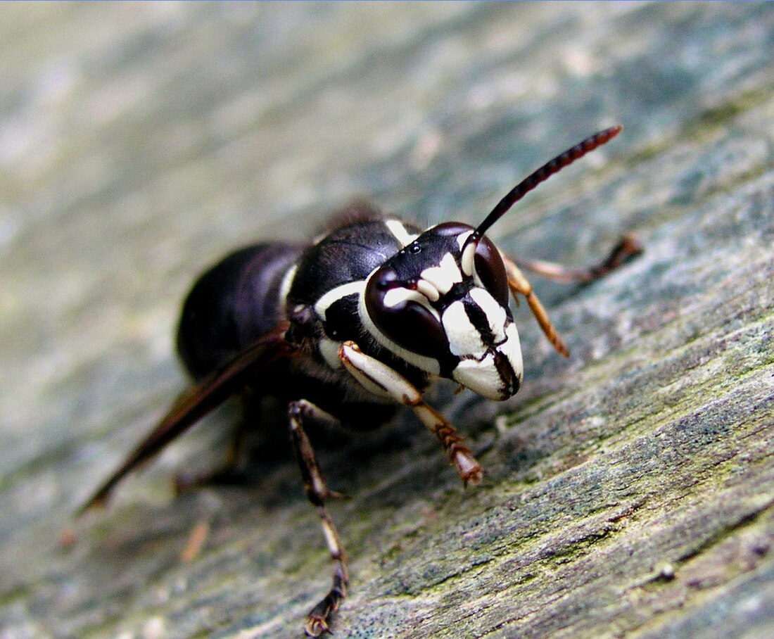 Dolichovespula maculata