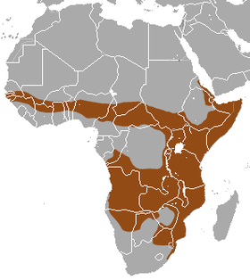 Banded Mongoose area.png