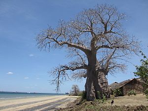 La sabiduría es como el árbol de baobab; ningún individuo puede abarcarlo