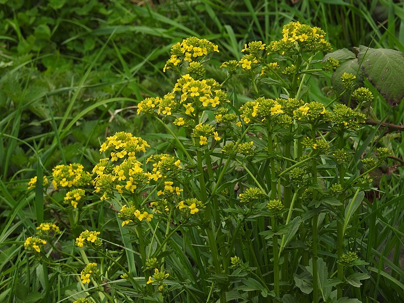 File:Barbarea vulgaris RF.jpg