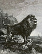 León del Atlas