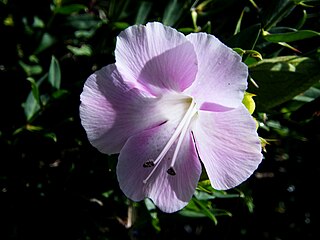 <i>Barleria greenii</i> Species of flowering plant