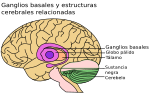 Miniatura para Ganglios basales