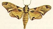 Batocnema africanus