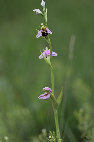 File:Bee Orchid - Ophrys apifera (27782376291).jpg