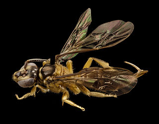 <i>Osiris</i> (genus) Genus of bees