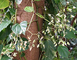 <i>Begonia glabra</i> Species of plant in the genus Begonia