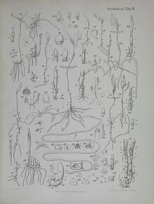 Aus Beiträge zur Biologie und Morphologie der Orchideen (1853)