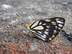 Belenois java teutonia