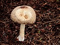 Beschadigde paddenstoel. Locatie, tuinreservaat Jonkervallei 01.JPG