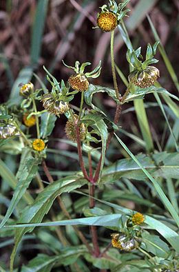 Pelkinis lakišius (Bidens cernua)