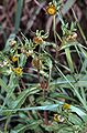 Bidens cernua