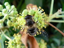 Le lierre est l'une des dernières plantes à produire du pollen et du nectar avant l'hiver (dernière source de nourriture pour les floricoles dont les abeilles) ; sur la photo, une mouche Éristale (Eristalis sp., Syrphidae).