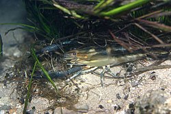 Big-claw river shrimp (Macrobrachium carcinus) (3682940505).jpg